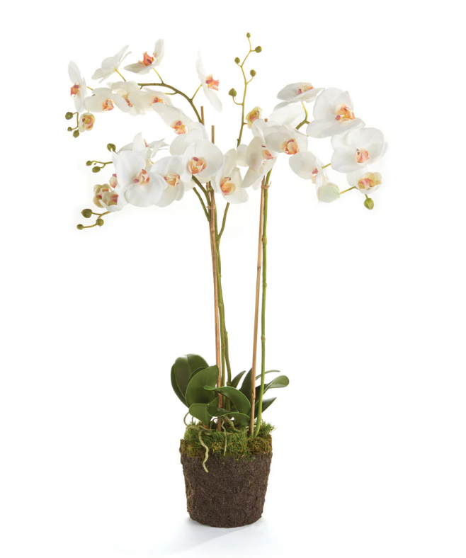 Phalaenopsis 31" Orchid Drop-In White