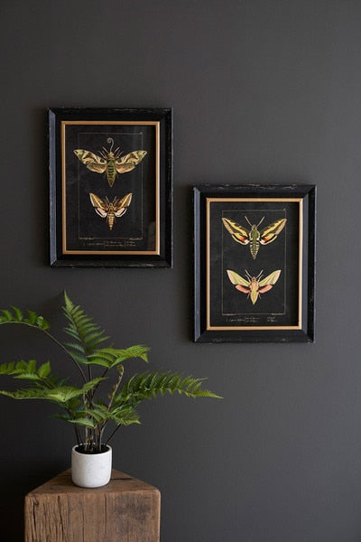 Set Of Two Framed Moth Prints Under Glass