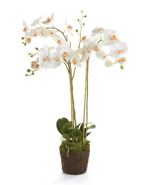 Phalaenopsis 31" Orchid Drop-In White
