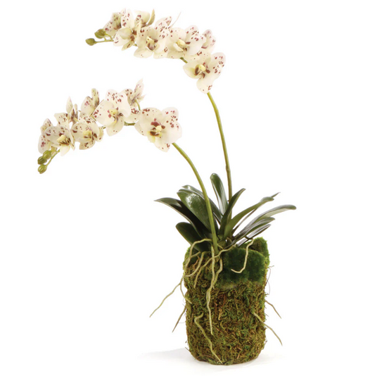 16" Phalaenopsis Two Branch Drop-In