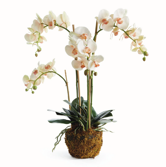 Phalaenopsis Orchid Drop-In 30"