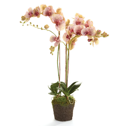 Phalaenopsis 32" Drop-In