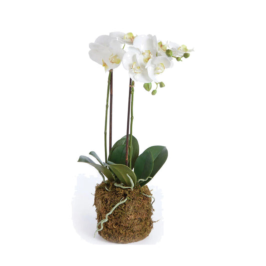 23" Phalaenopsis Drop-In
